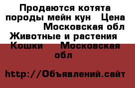 Продаются котята породы мейн кун › Цена ­ 25 000 - Московская обл. Животные и растения » Кошки   . Московская обл.